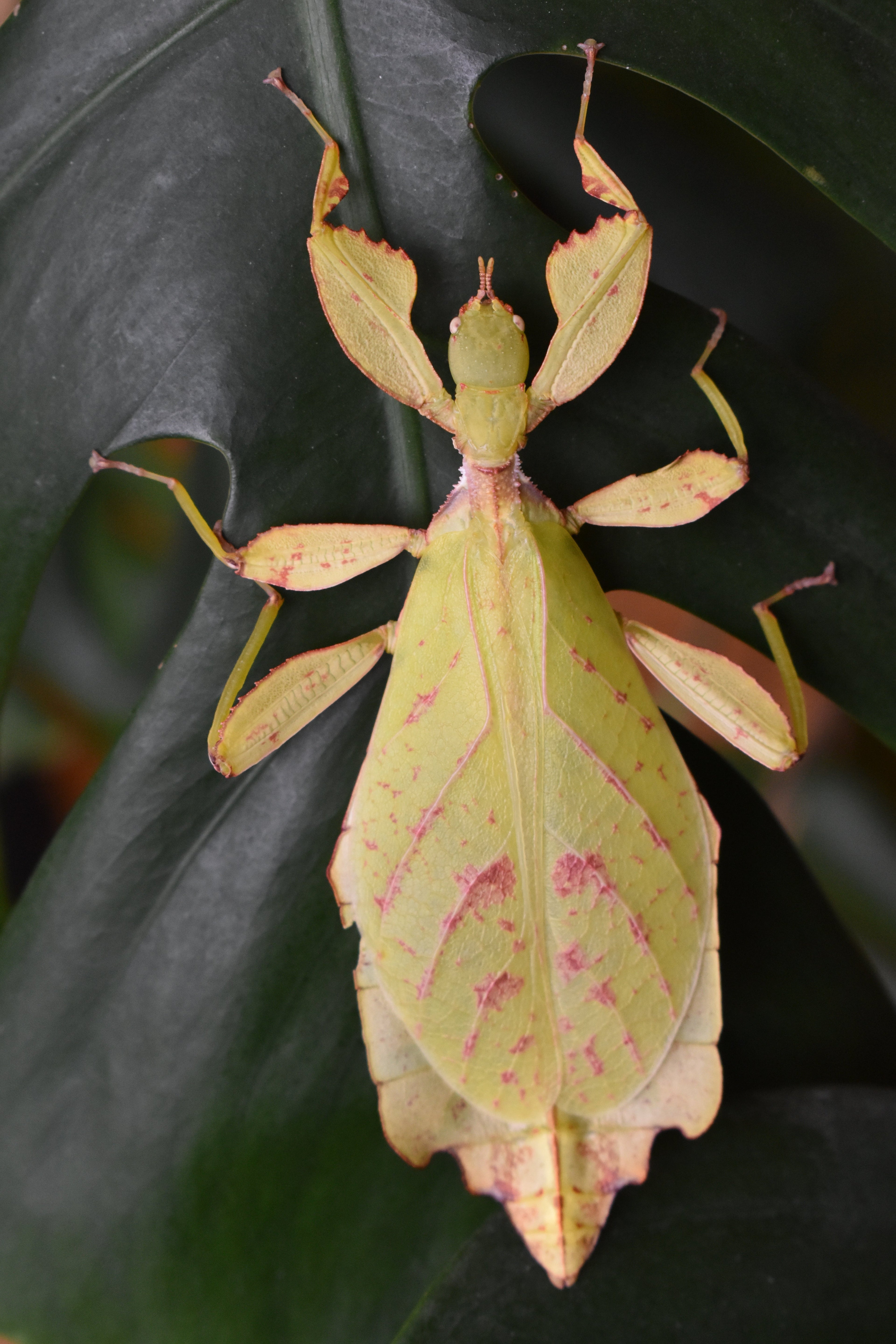 La Phyllium gantungense "rizal"