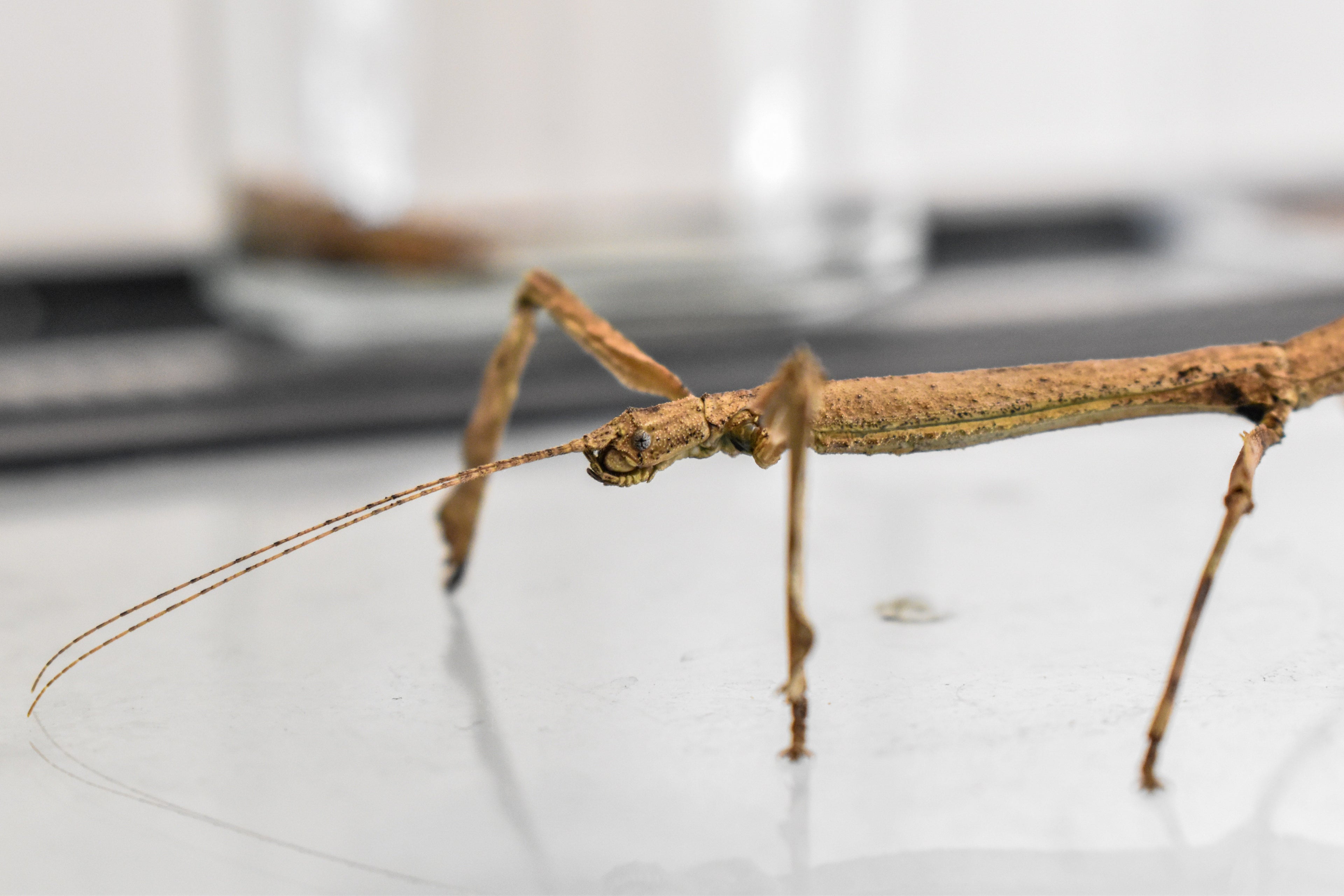 L'Hermagoras cultratolobatus