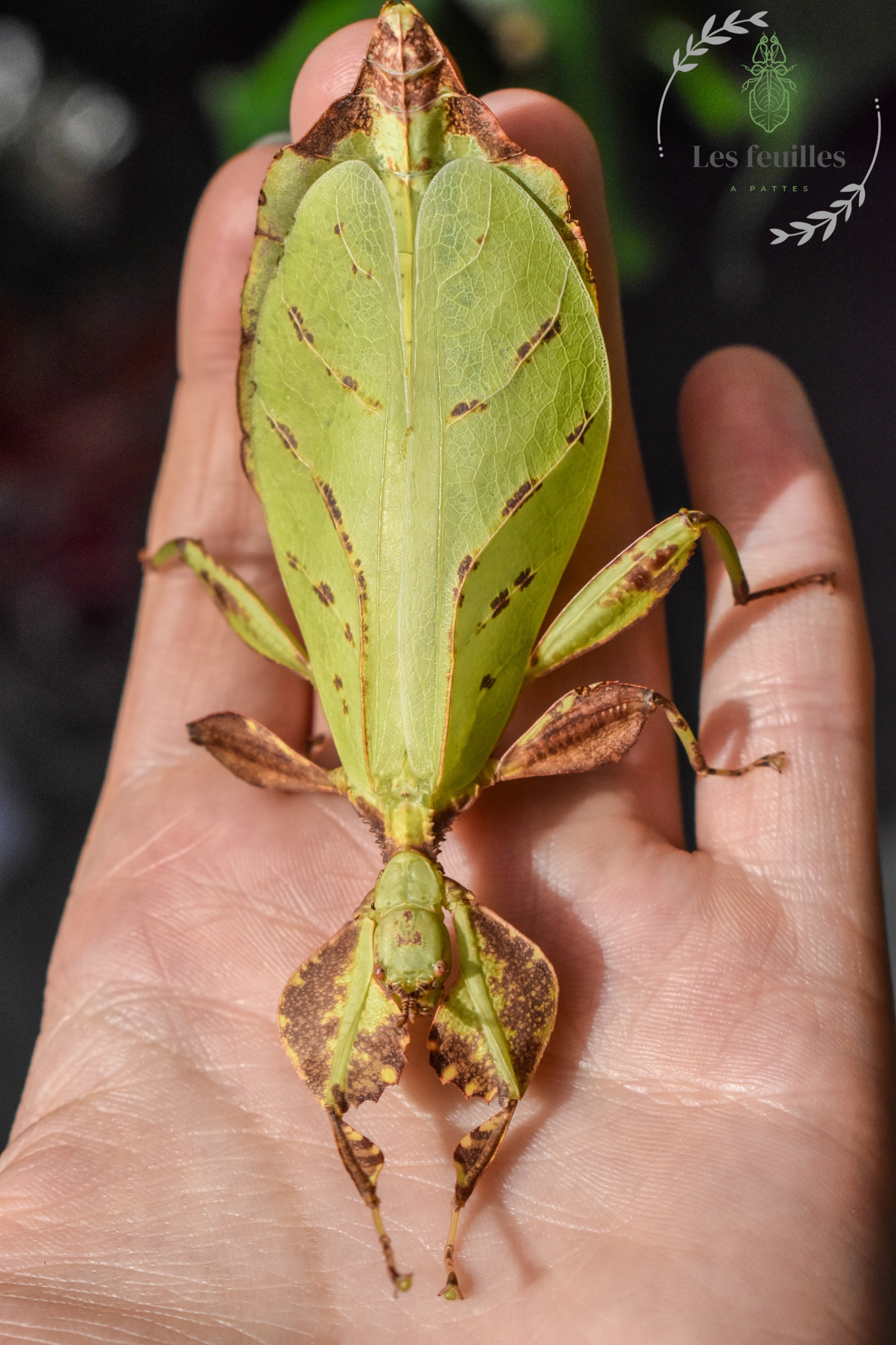 La Phyllium letiranti "tataba"