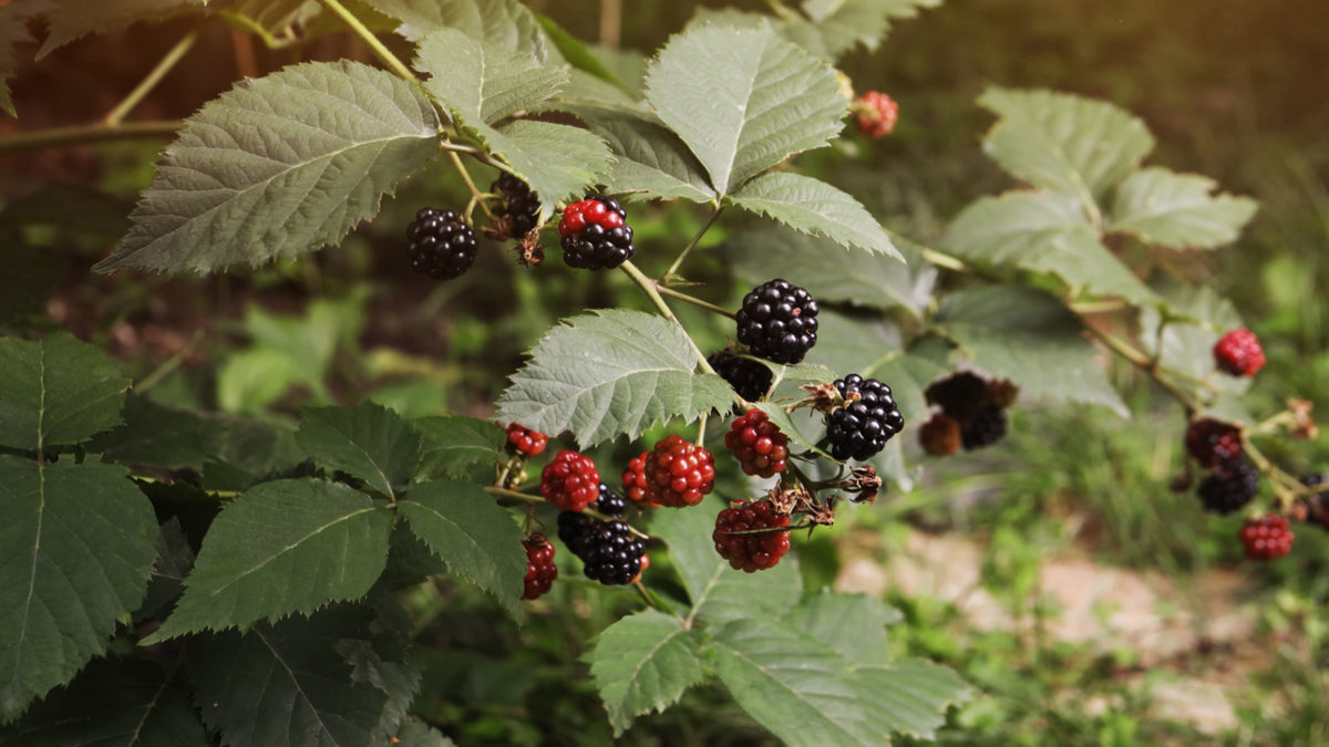 L'alimentation des phasmes