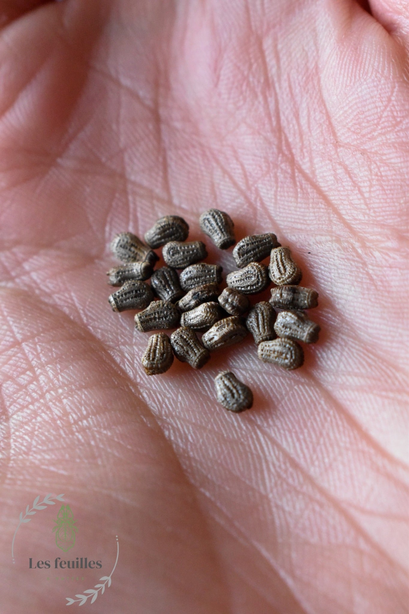 Phyllium philippinicum