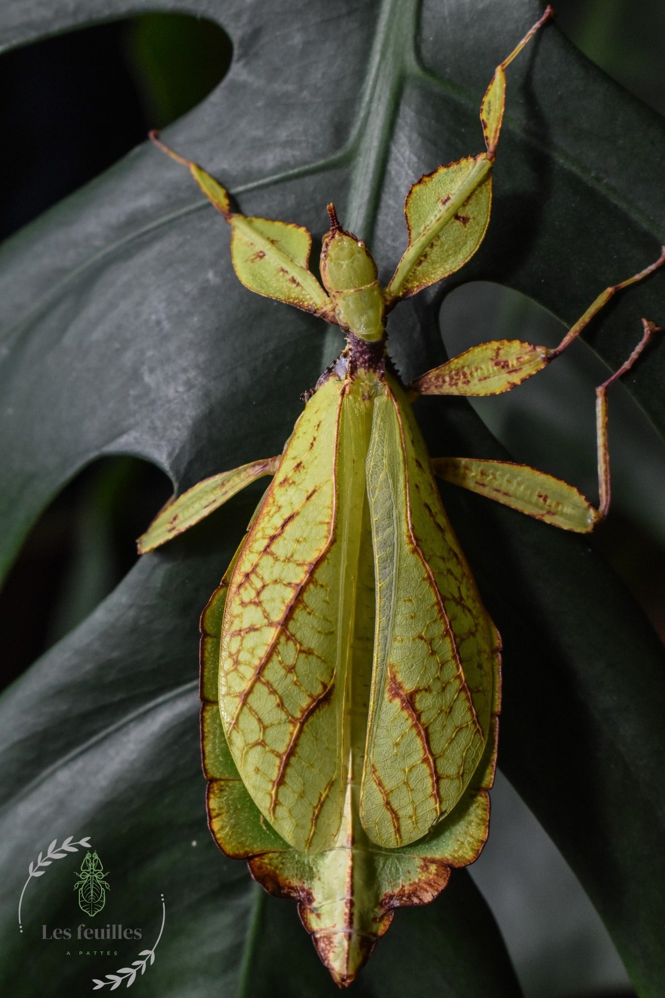 Phyllium philippinicum