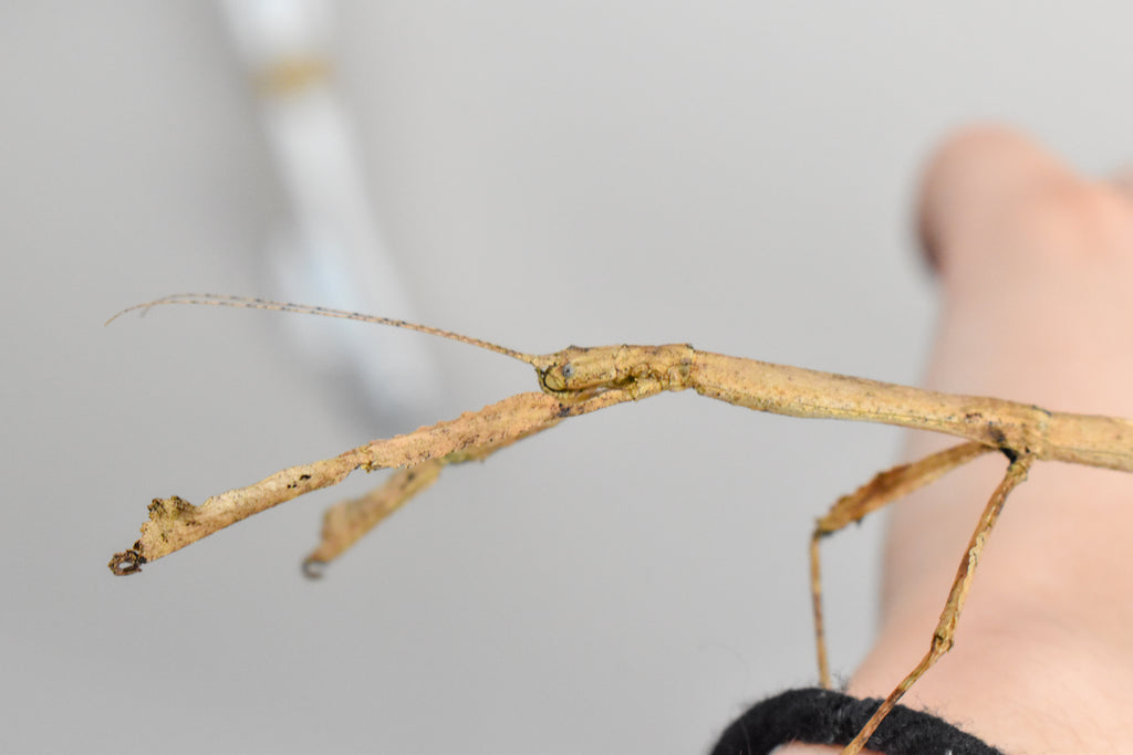 Hermagoras cultratolobatus