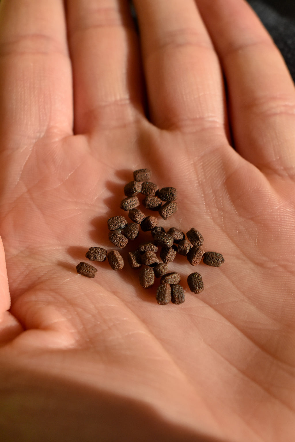 Cryptophyllium yunnanense « Xishuangbanna »