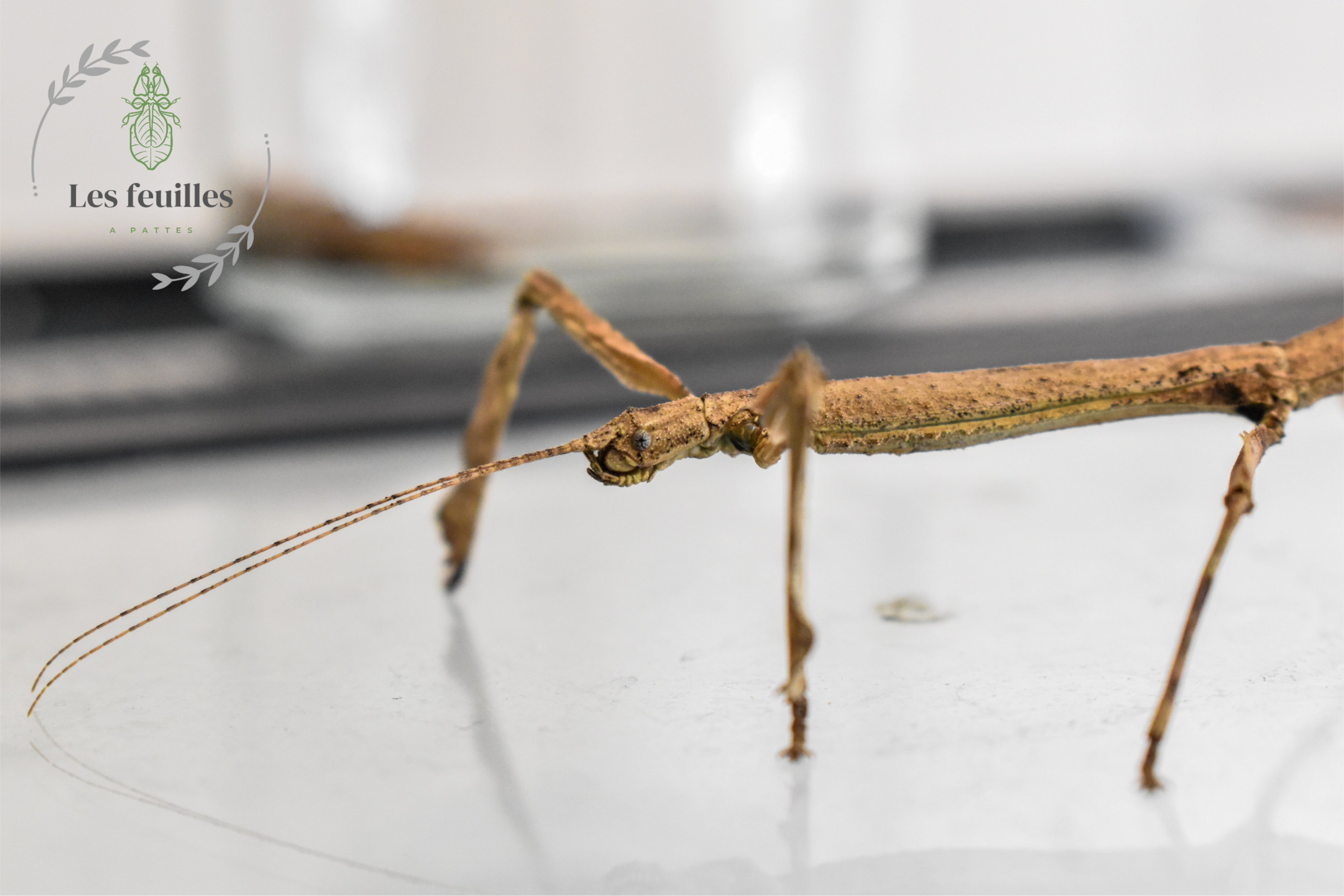 Hermagoras cultratolobatus