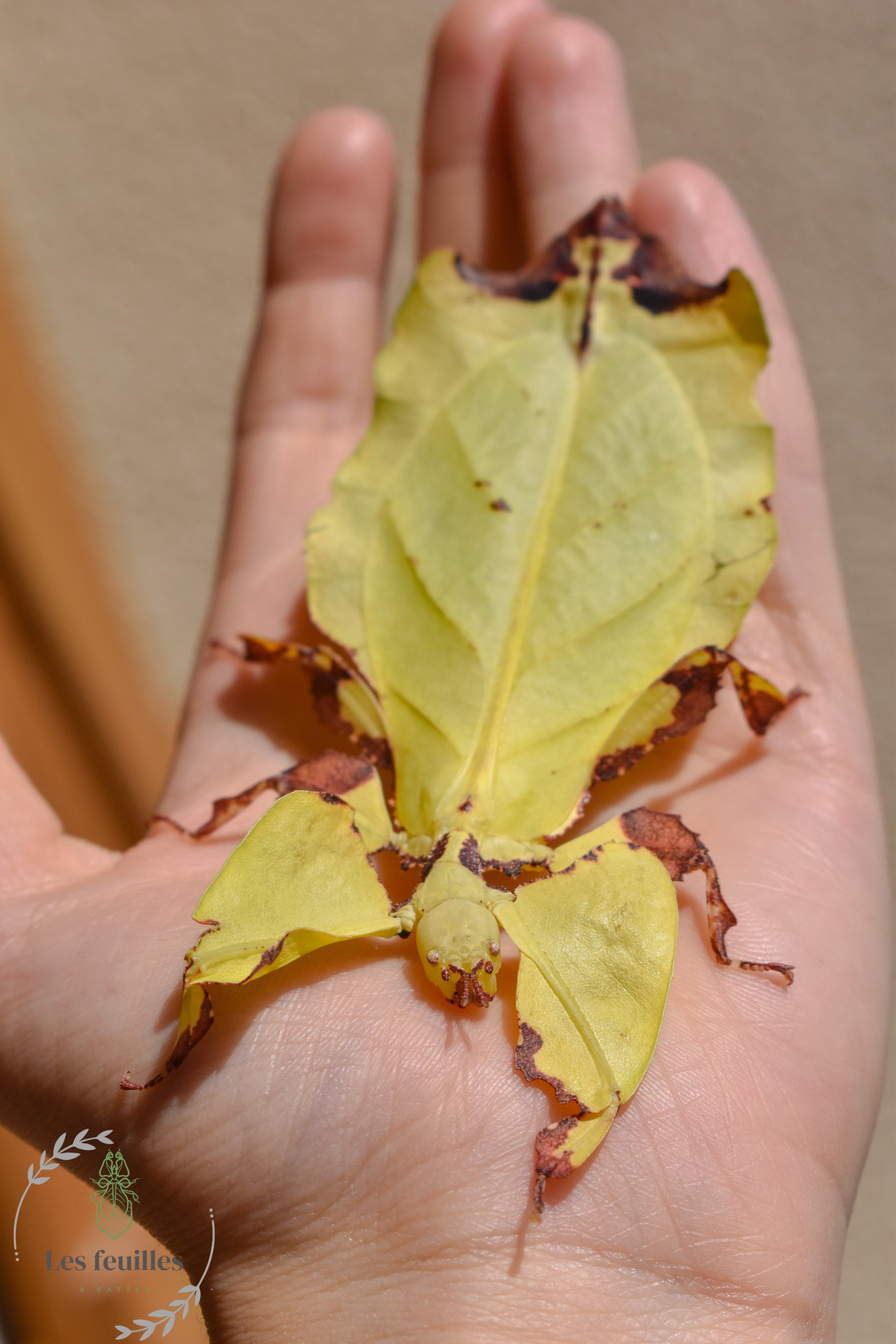 Pulchriphyllium giganteum