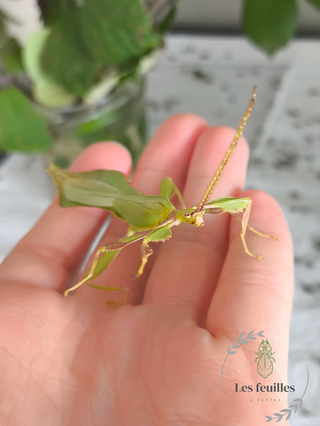 Phyllium letiranti "tataba"
