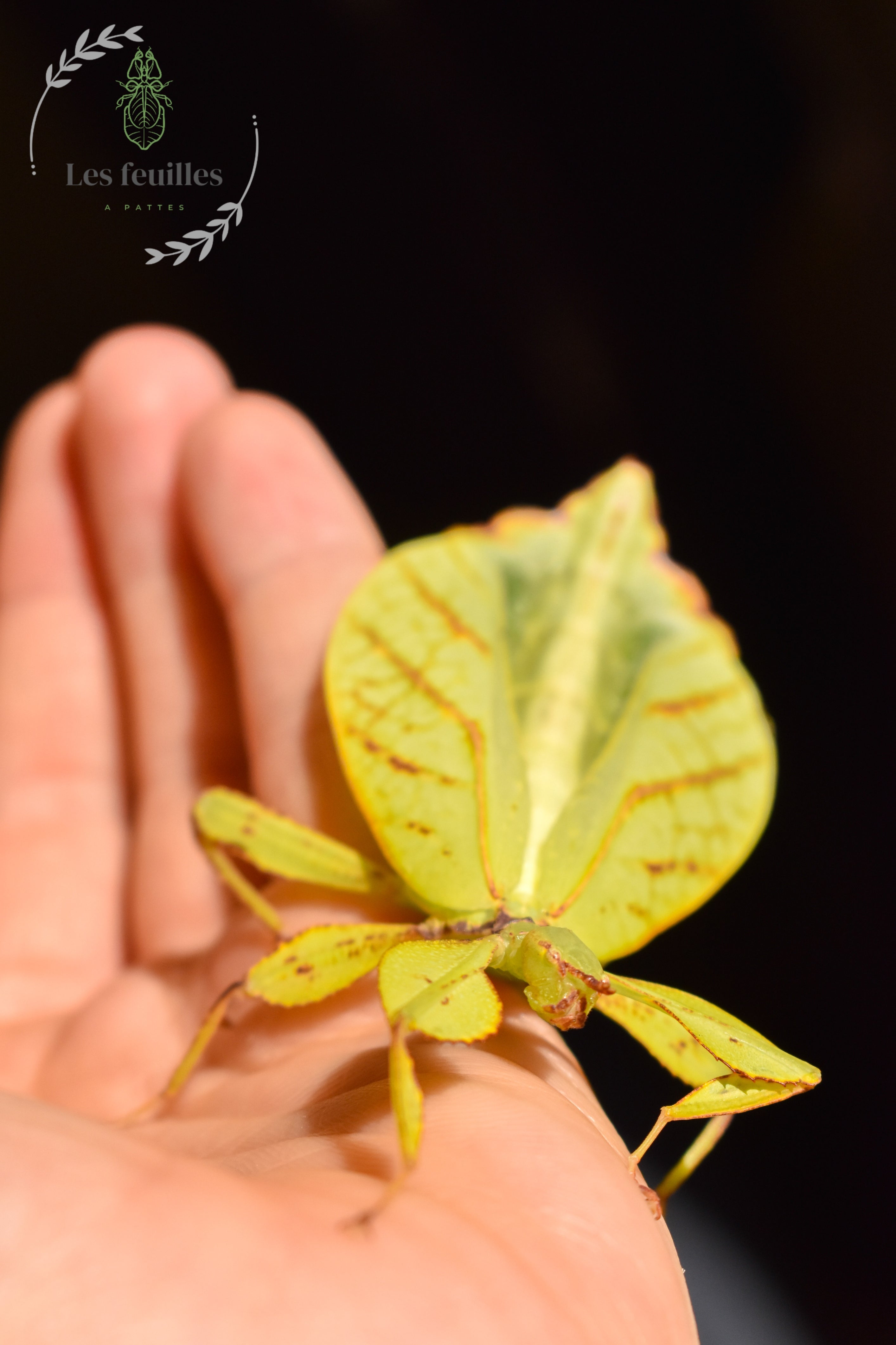Phyllium tobeloense "galela"