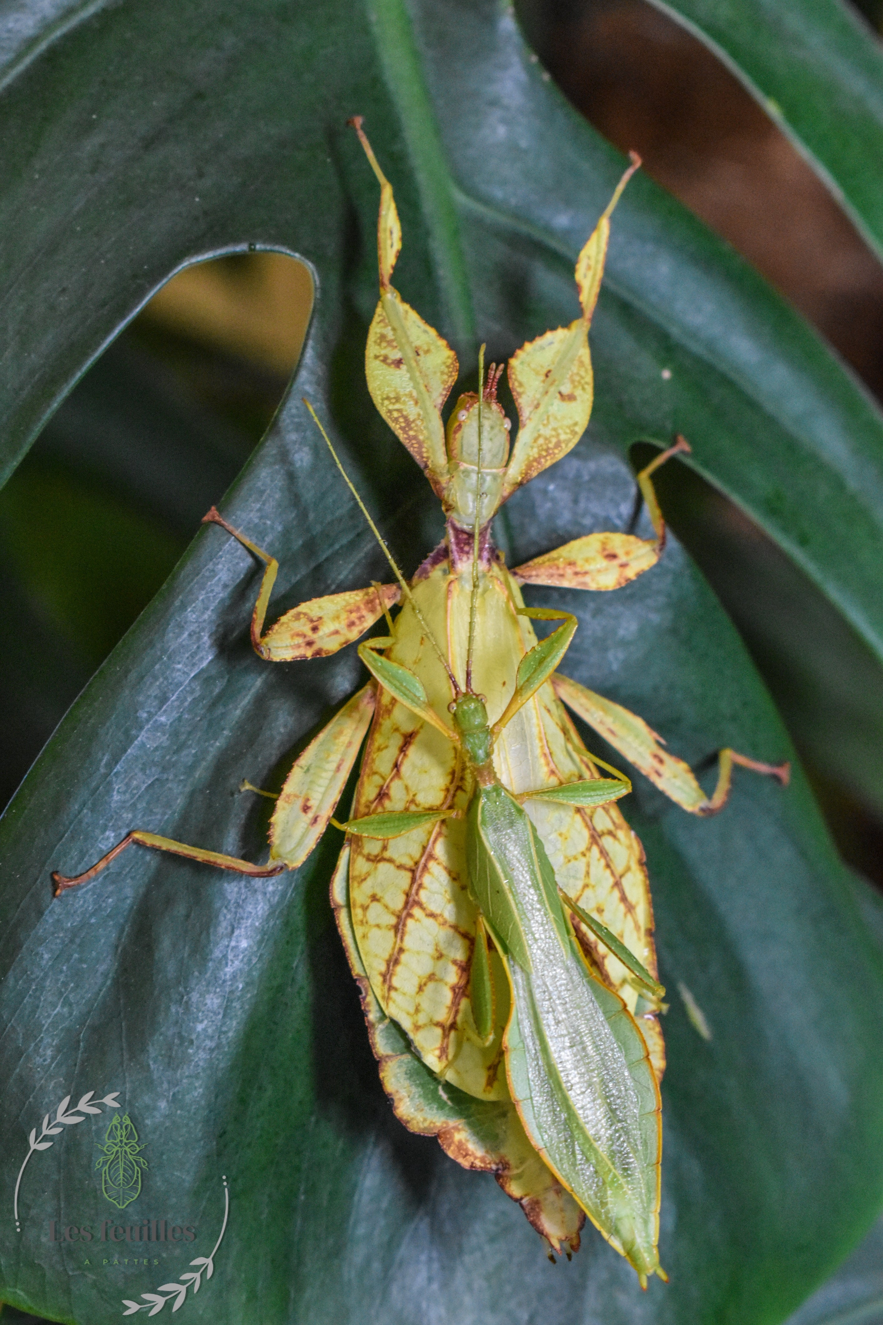 Phyllium philippinicum