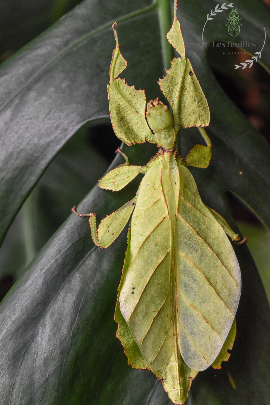 Cryptophyllium yunnanense « Xishuangbanna »