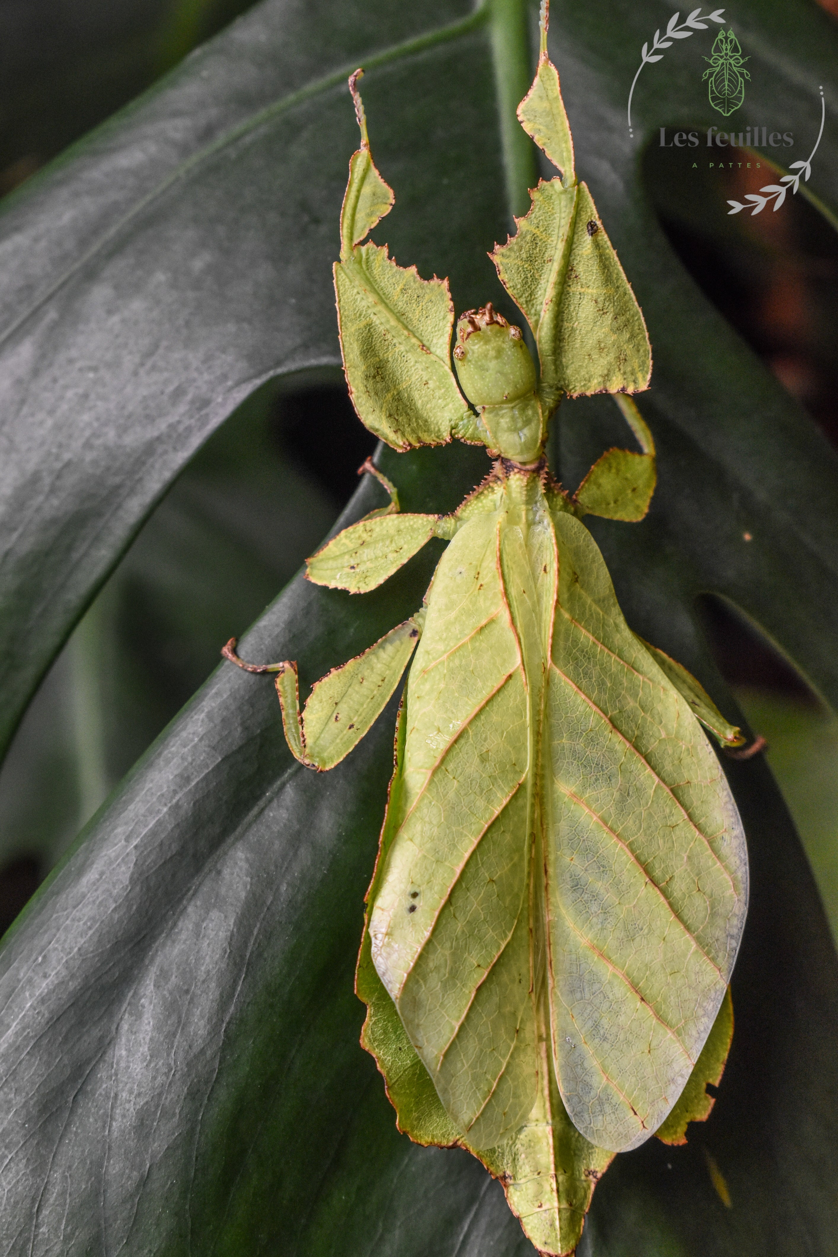 Cryptophyllium yunnanense « Xishuangbanna »