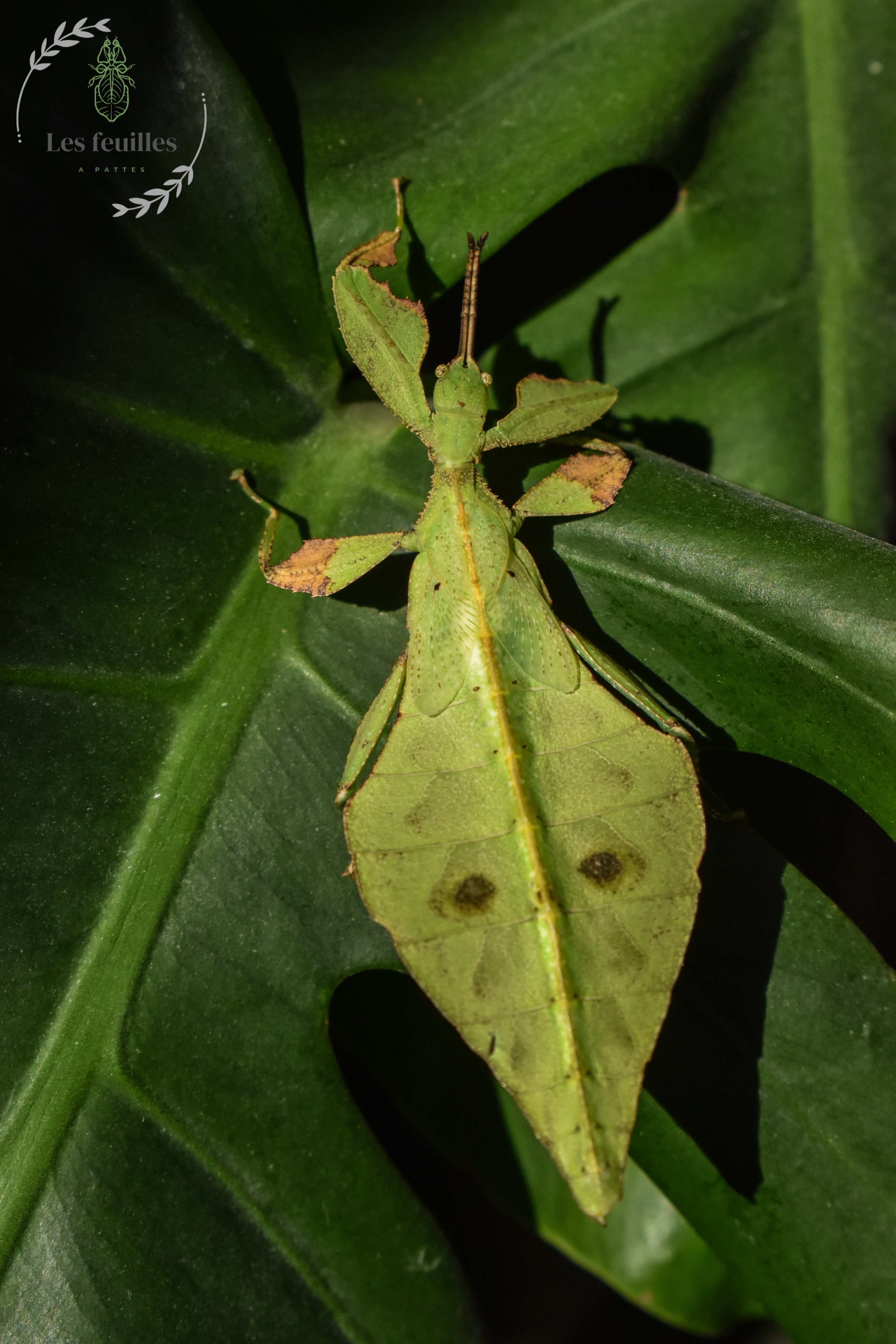 Cryptophyllium yunnanense « Xishuangbanna »