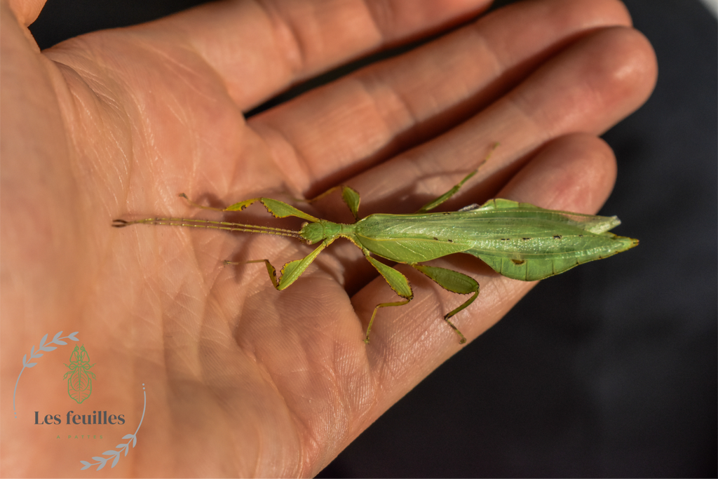 Phyllium gardabagusi "Argopuro"