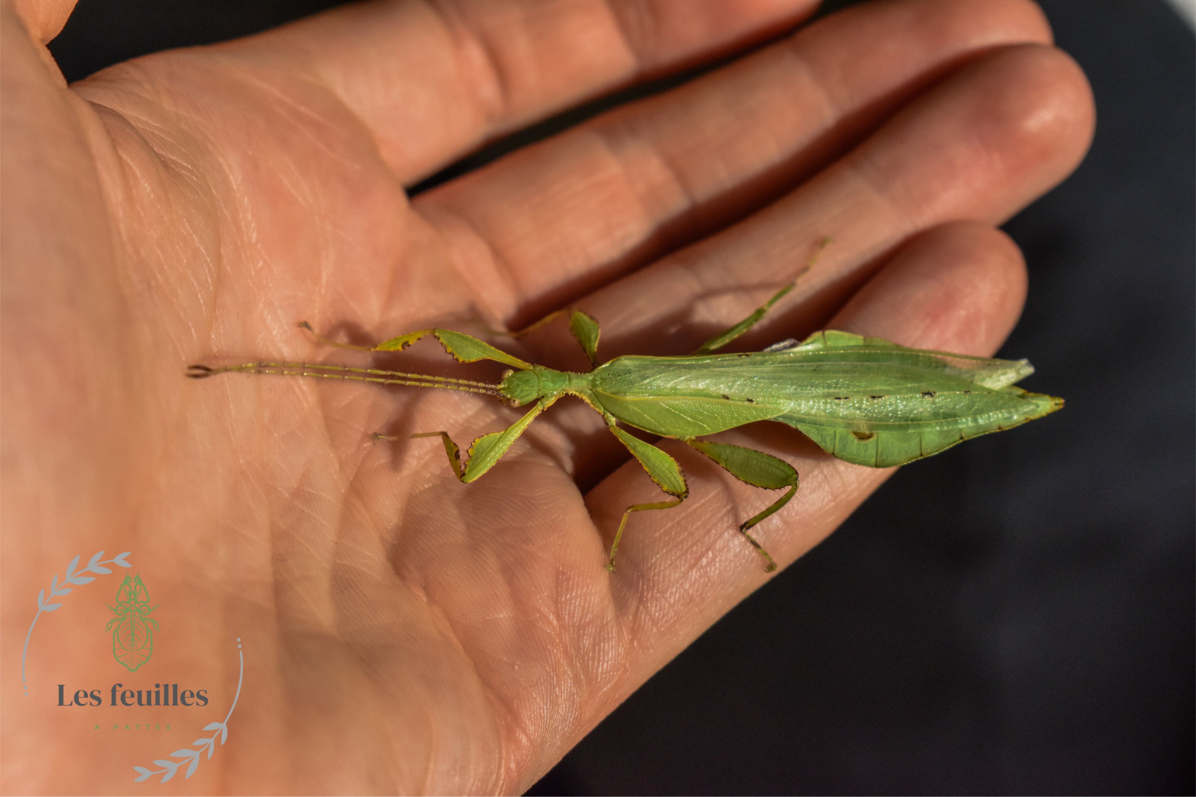 Phyllium gardabagusi "Argopuro"