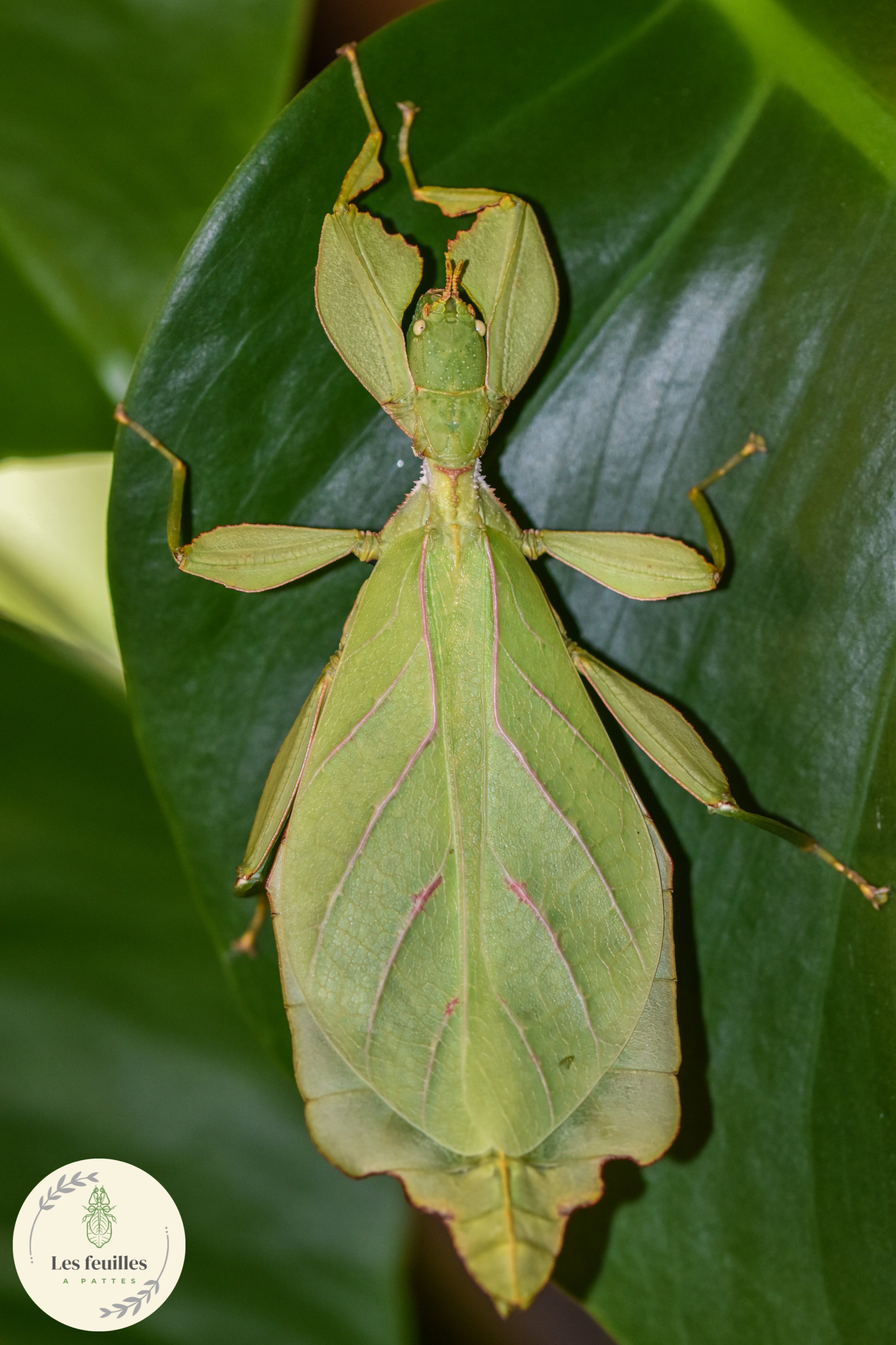 Phyllium gantungense