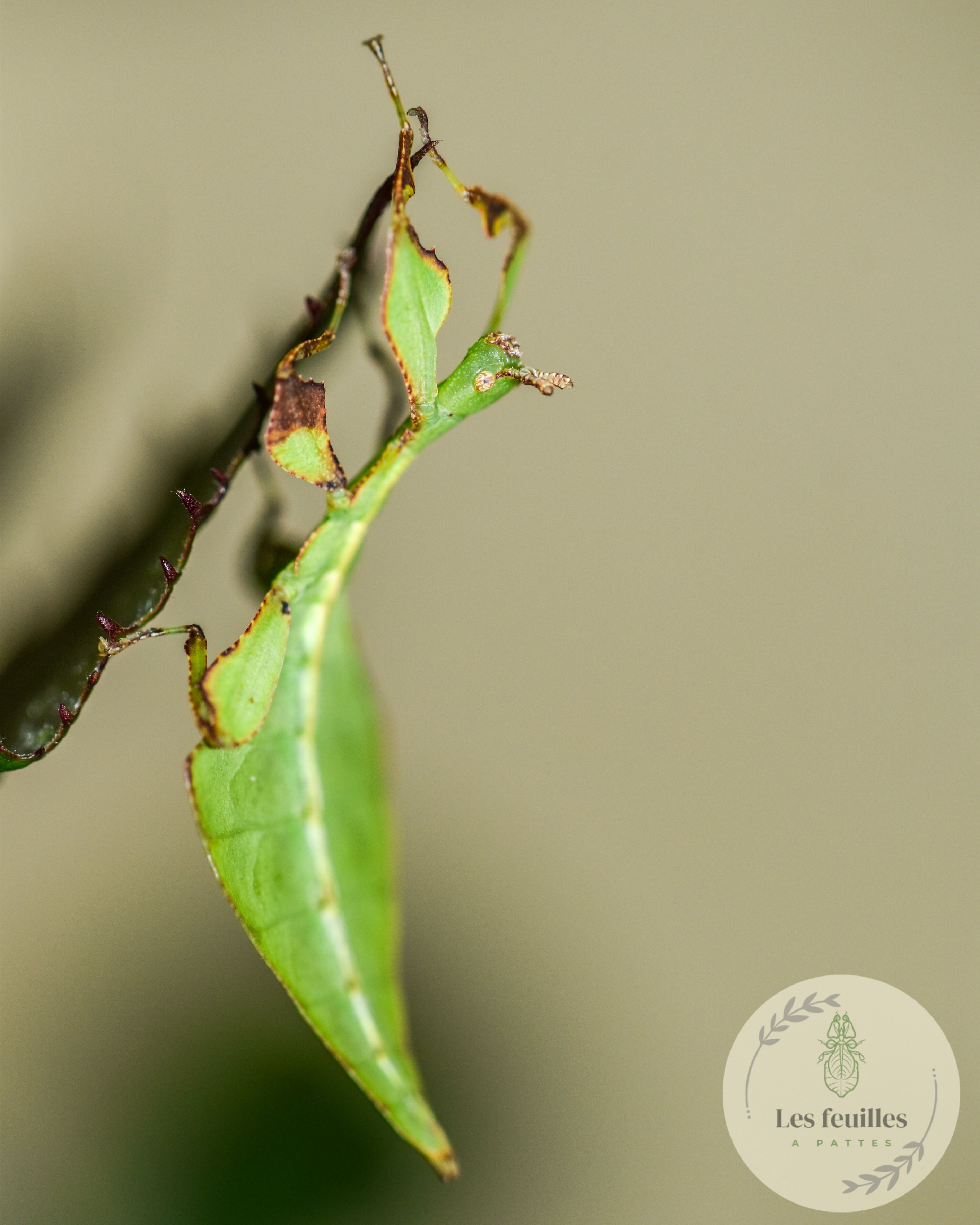 Cryptophyllium oyae