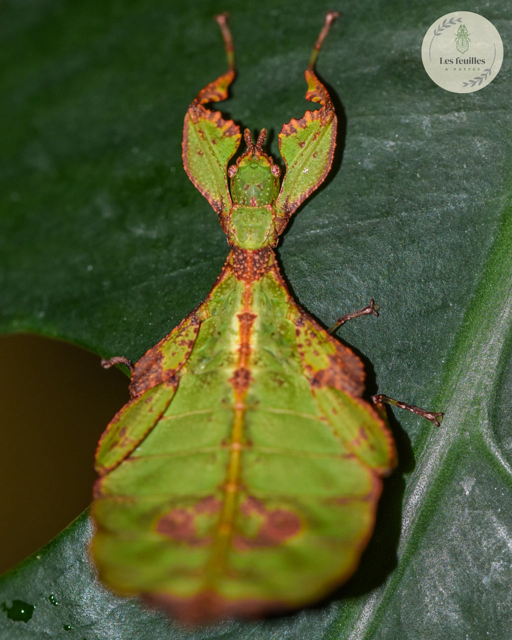 Phyllium gantungense