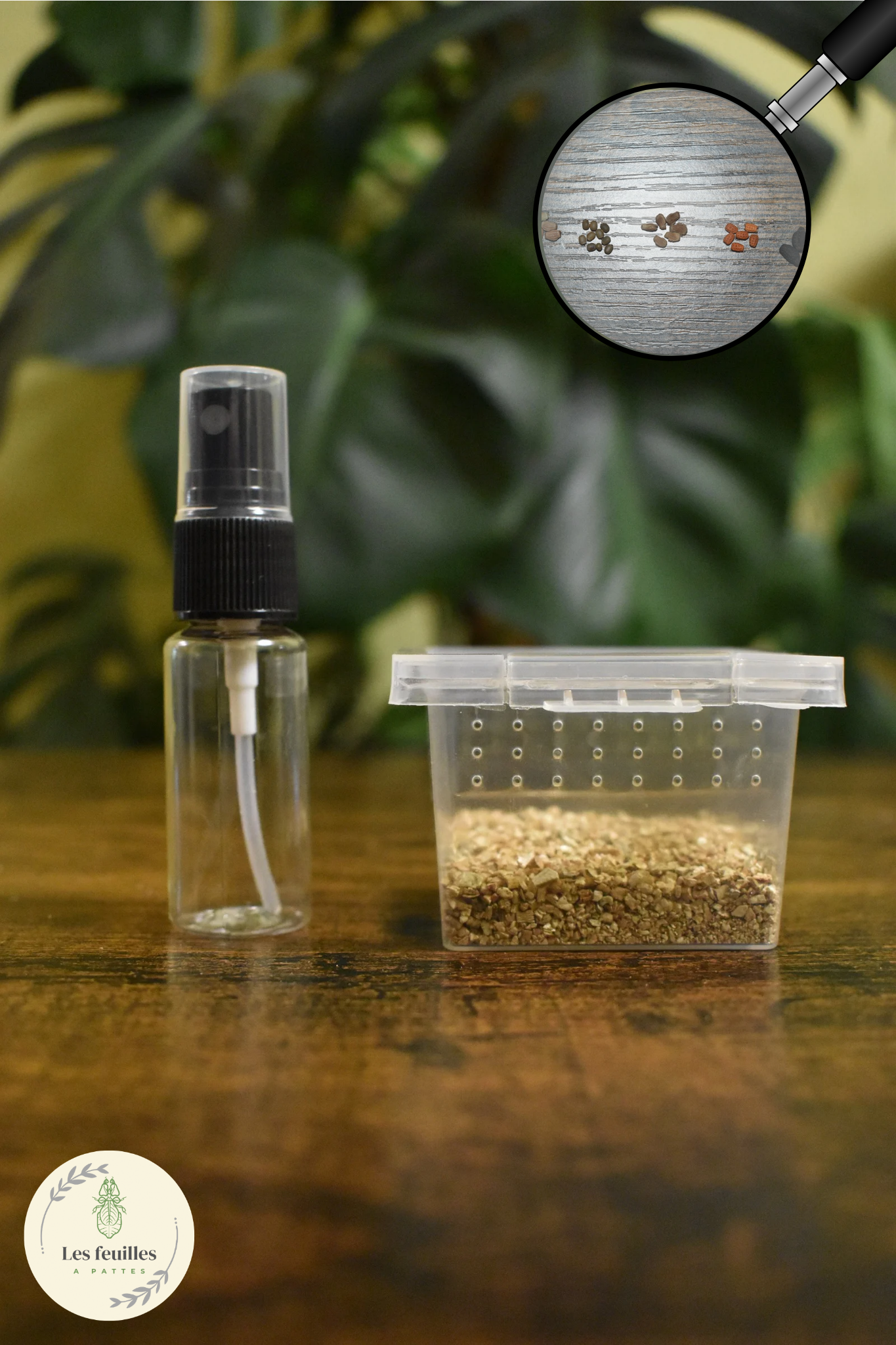 Kit d'incubation pour débuter l'élevage de Phasmes