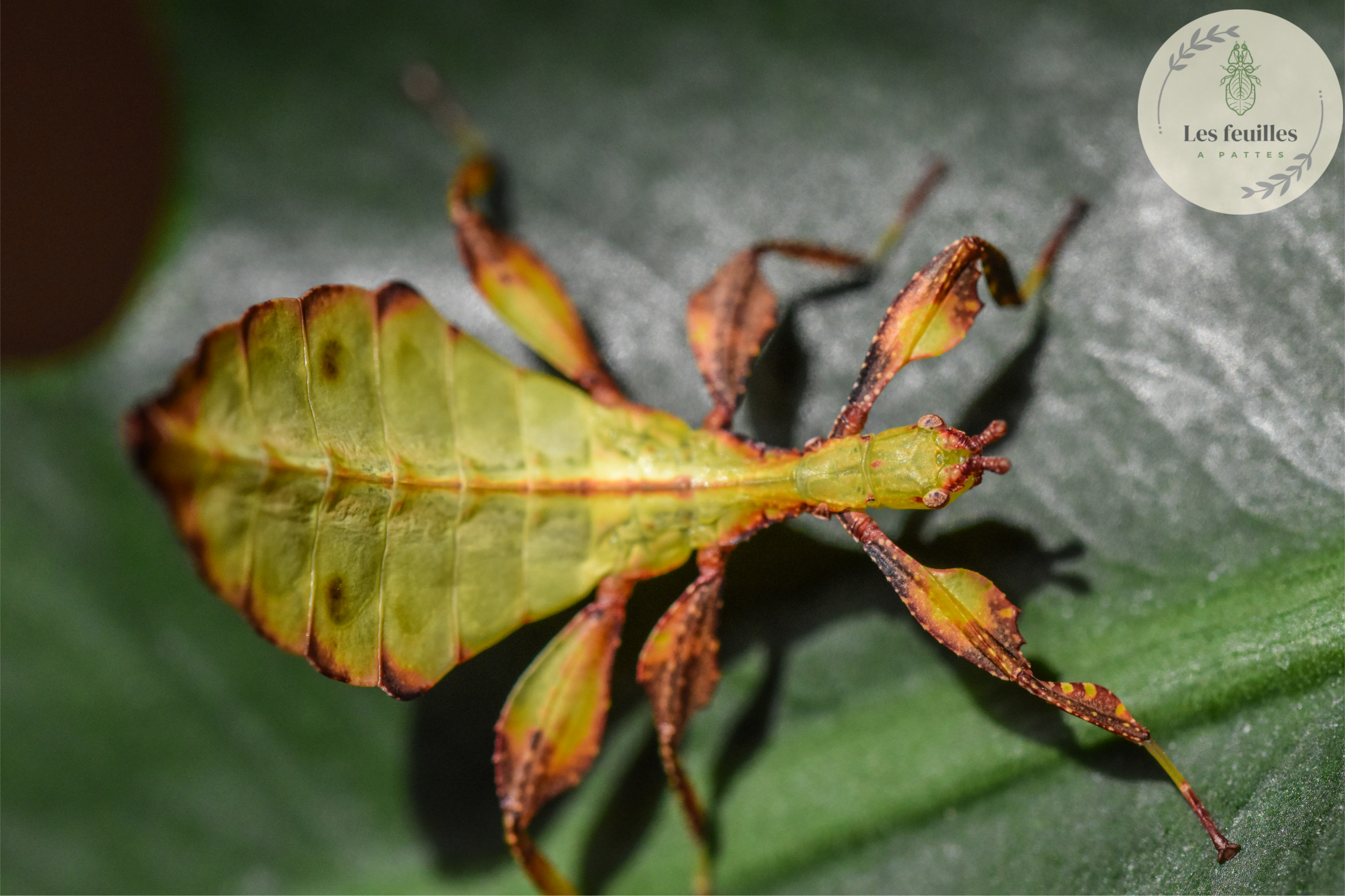 Phyllium tobeloense "galela"
