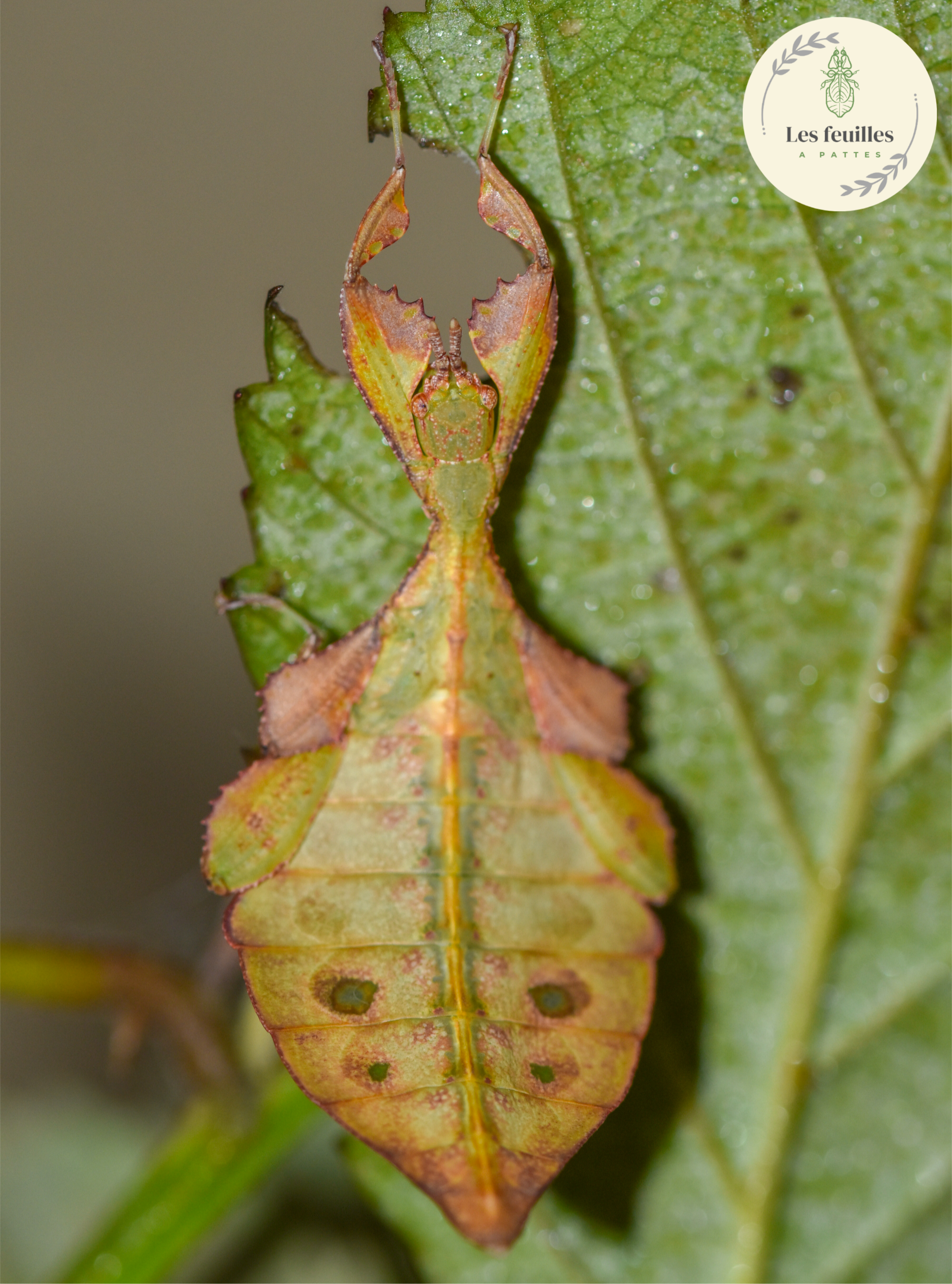 Phyllium mabantai