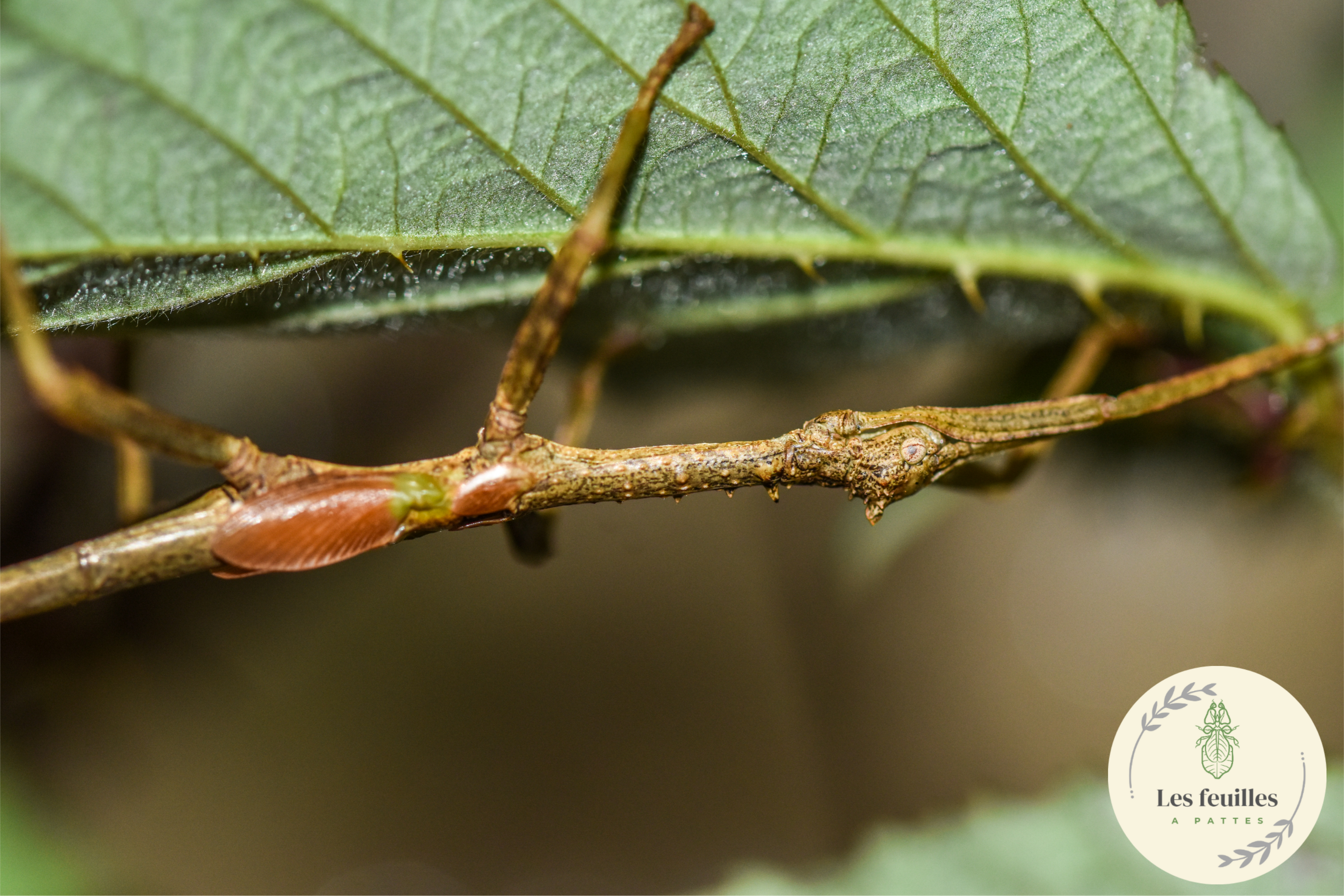 Diapherodes jamaicensis