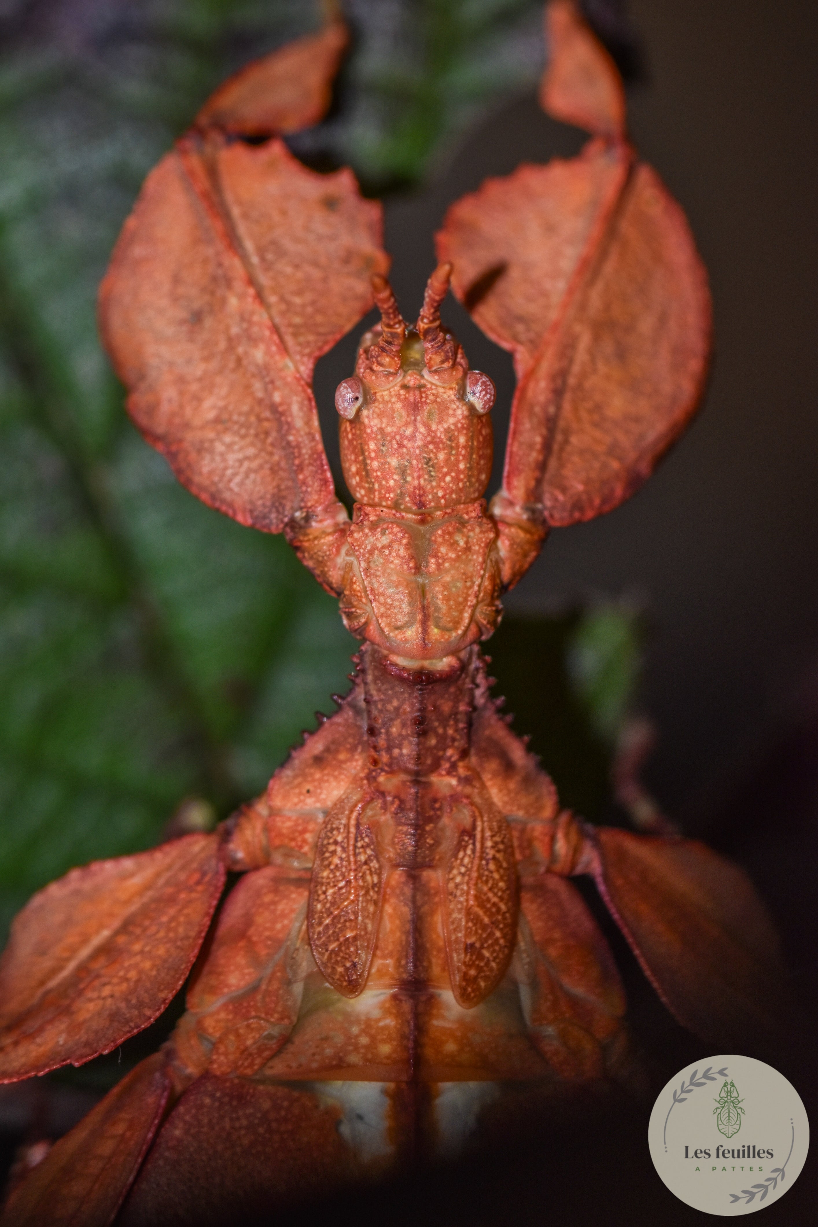 Phyllium letiranti "tataba" orange