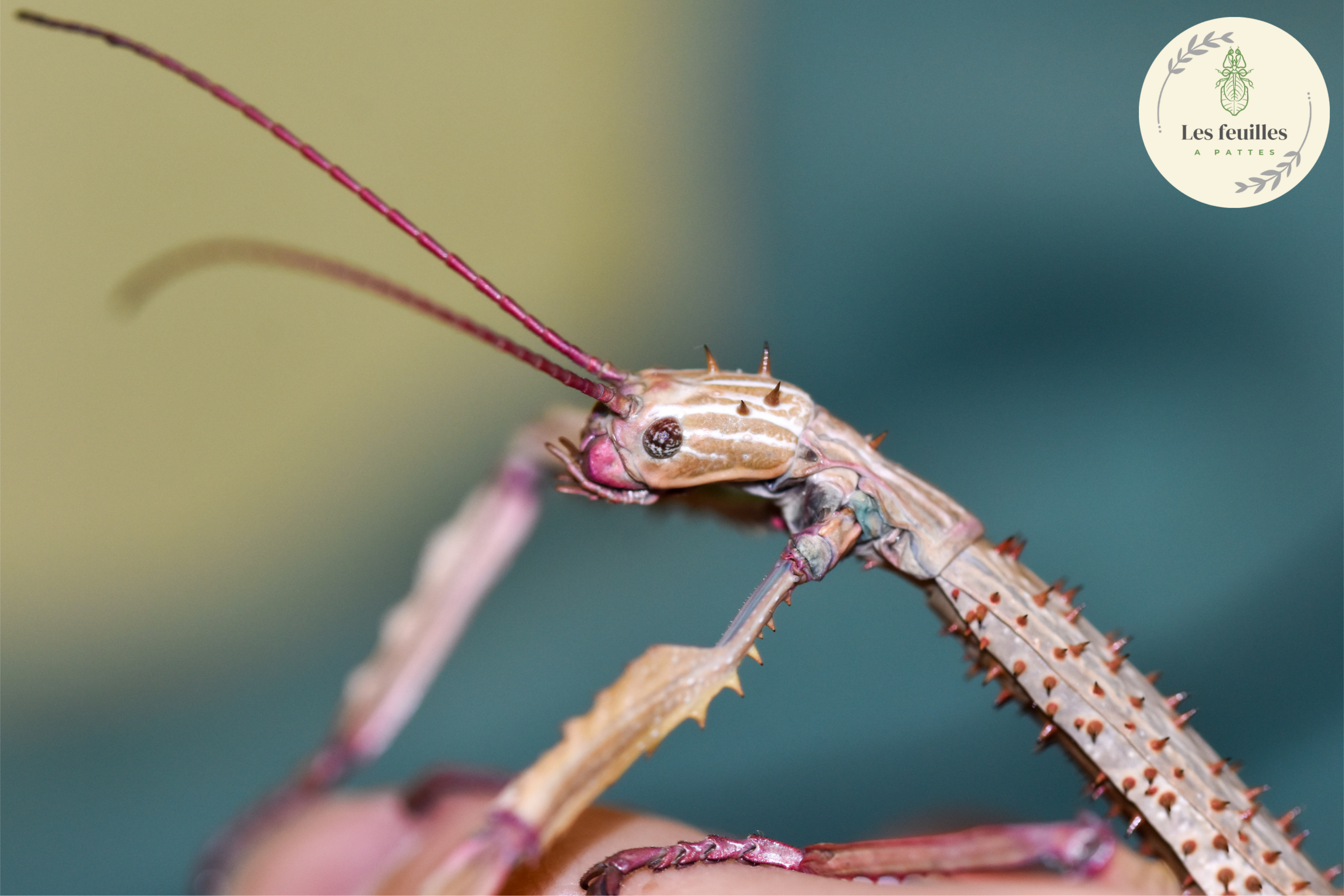 Achrioptera manga