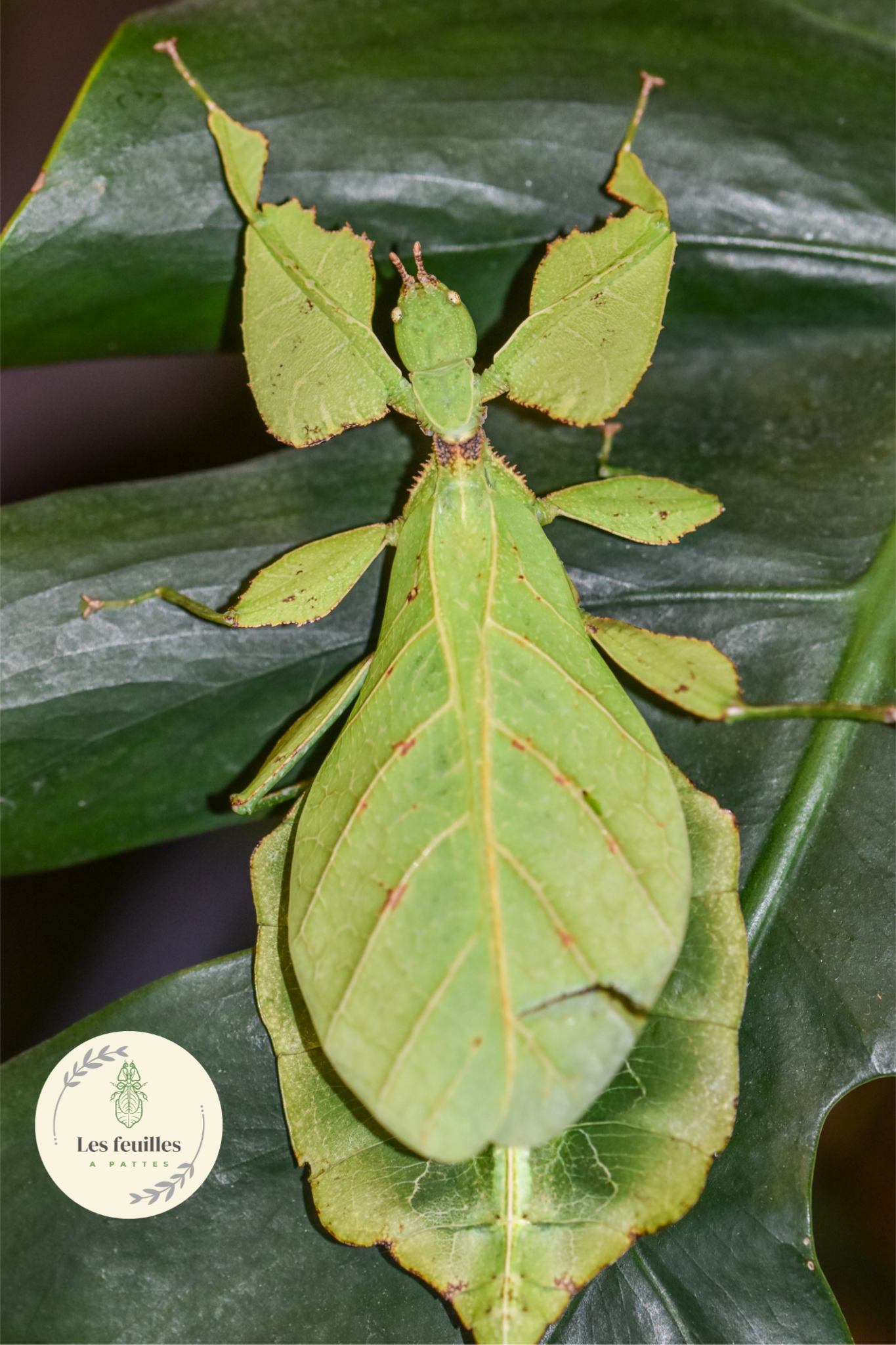 Cryptophyllium oyae