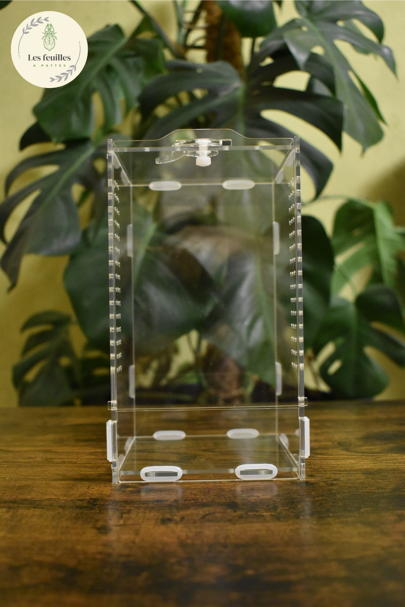Terrarium acrylique