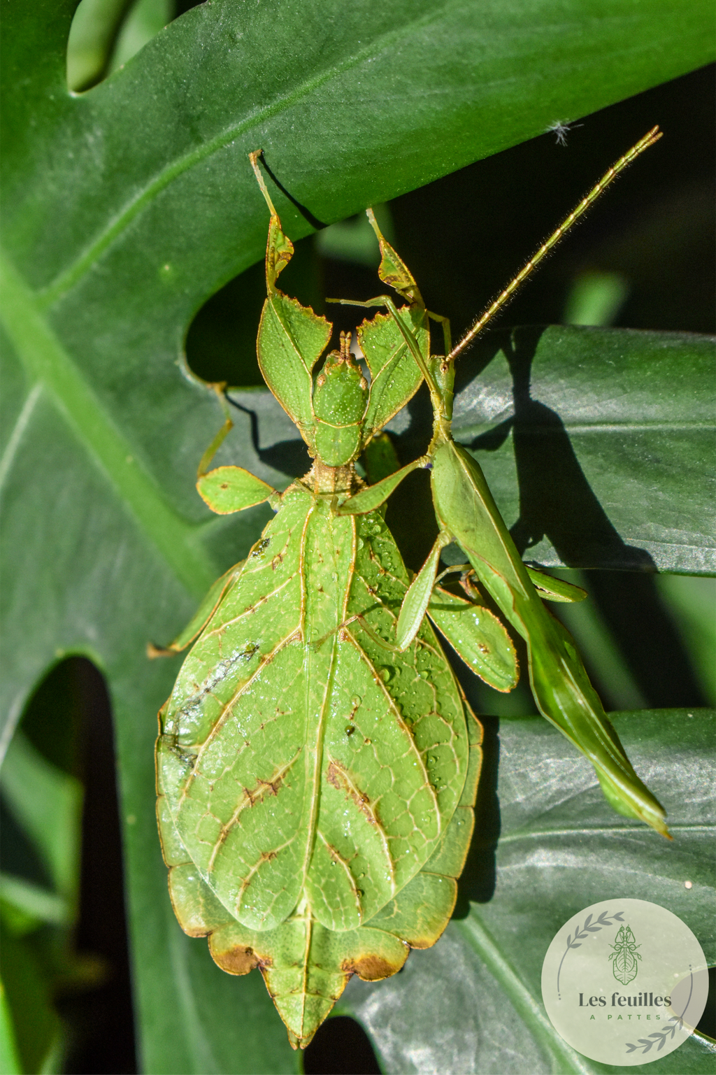 Phyllium gardabagusi "Argopuro"