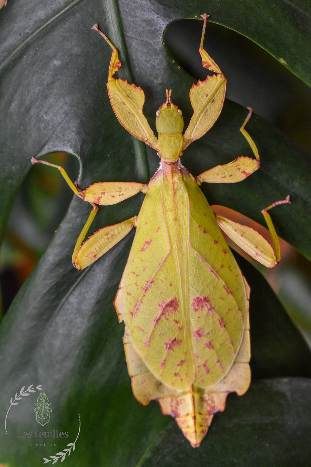 Phyllium gantungense