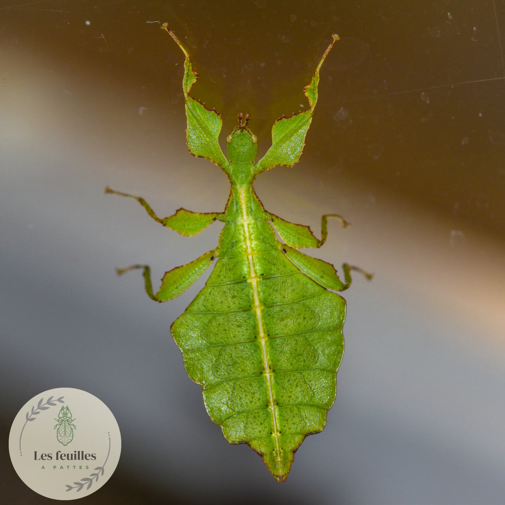 Cryptophyllium oyae