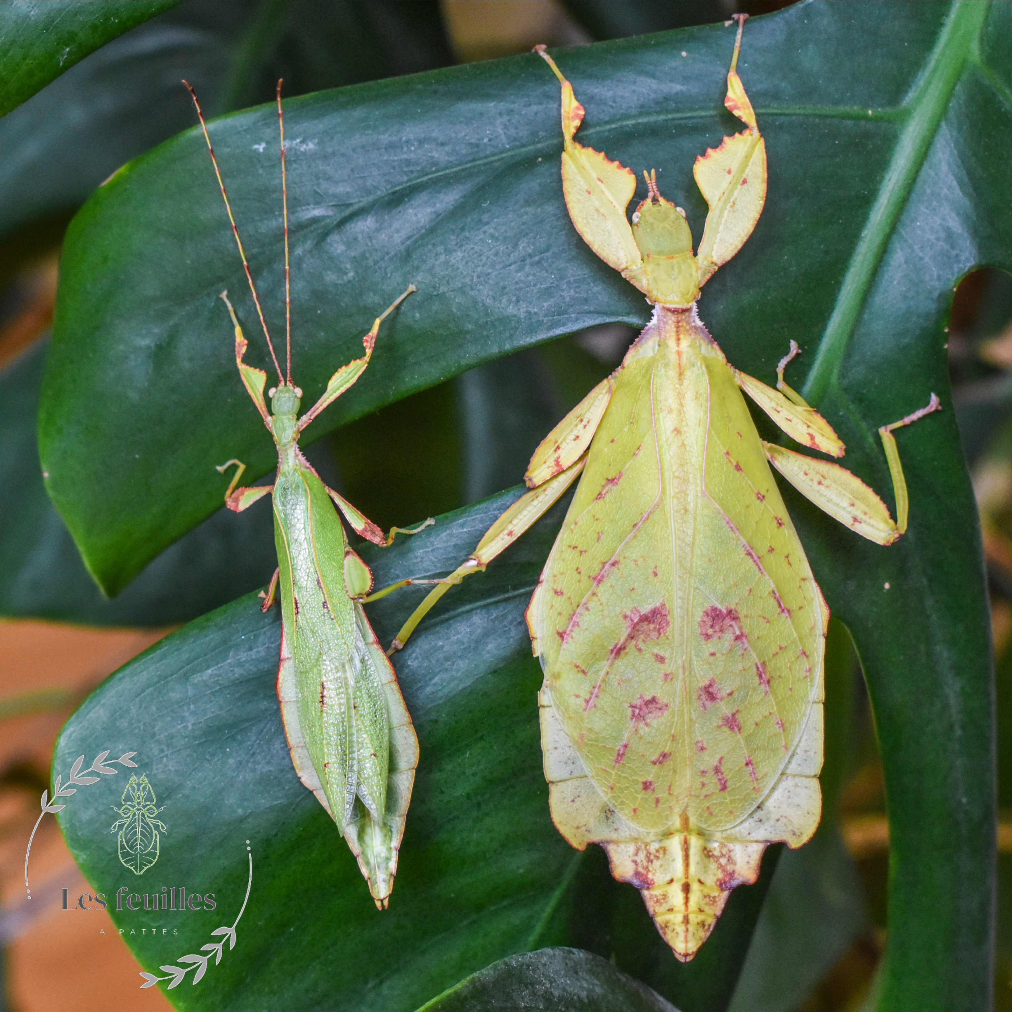 Phyllium gantungense