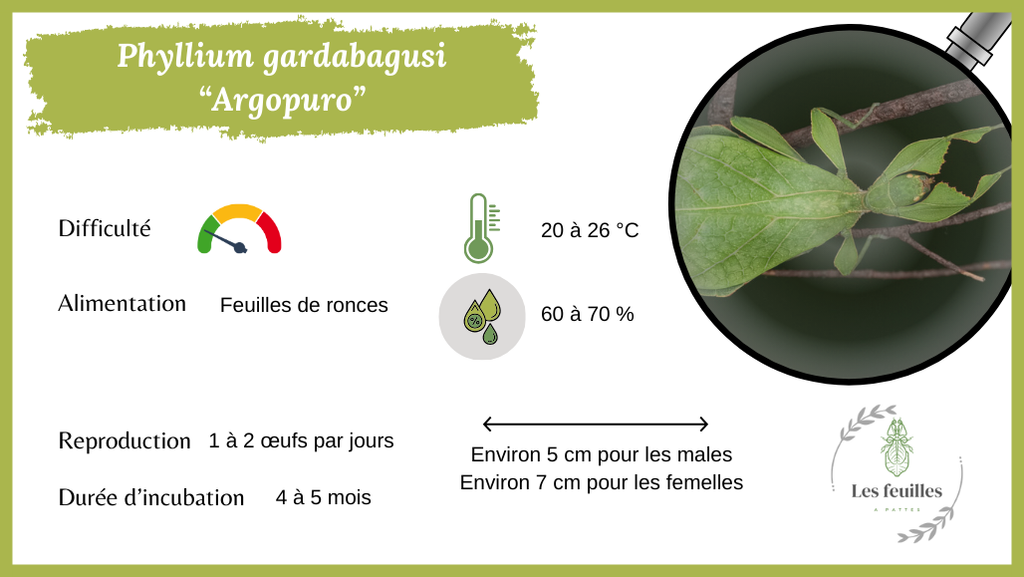 Fiche espèce "autocollante" pour terrarium