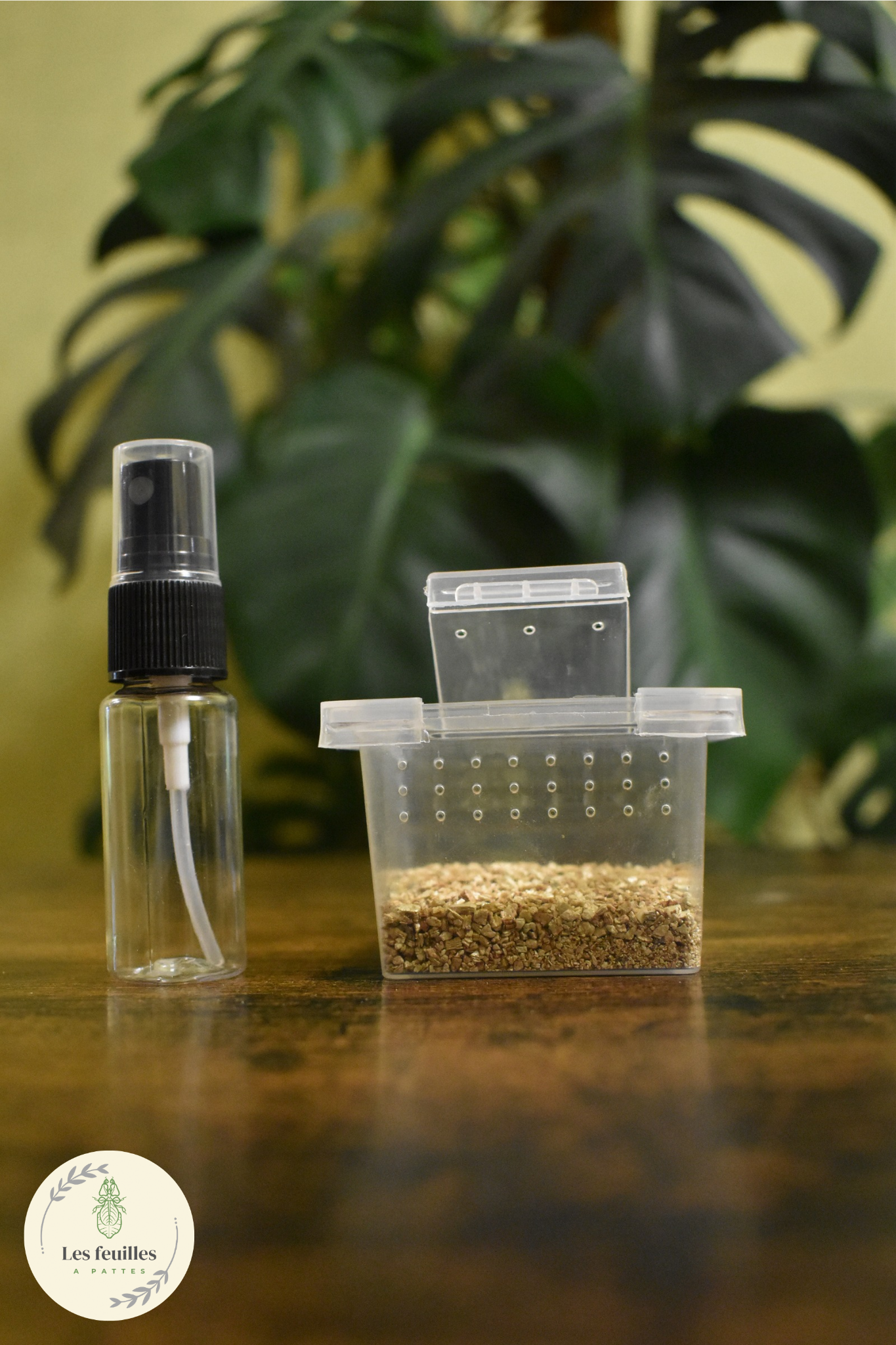 Kit d'incubation pour débuter l'élevage de Phasmes